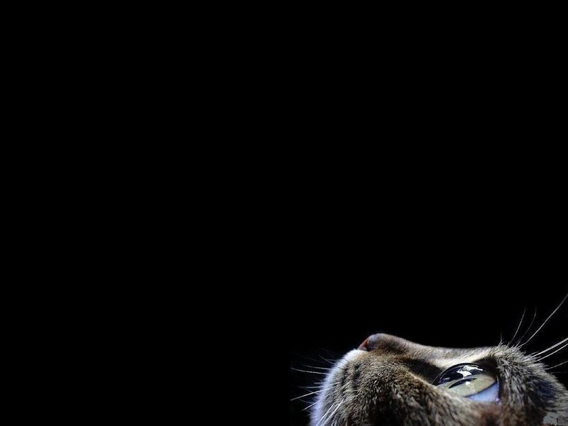 Cat Looking Up