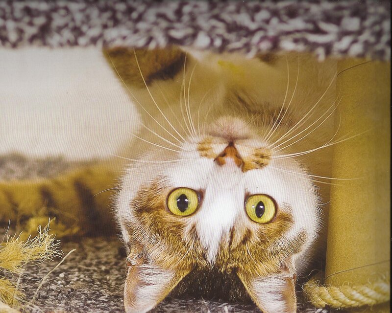 Cat Looking Up — White