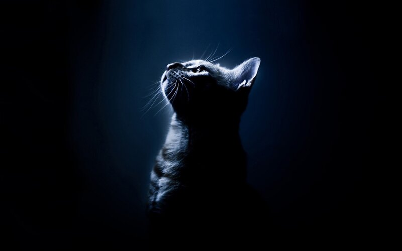 Cat Looking Upward — Black, Dramatic, Night