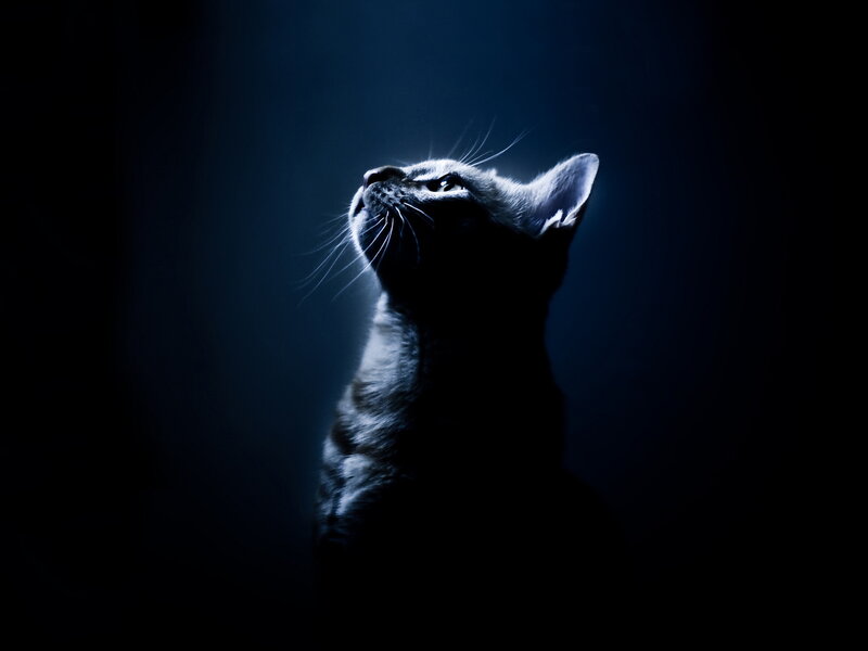 Cat Looking Upward — Blue