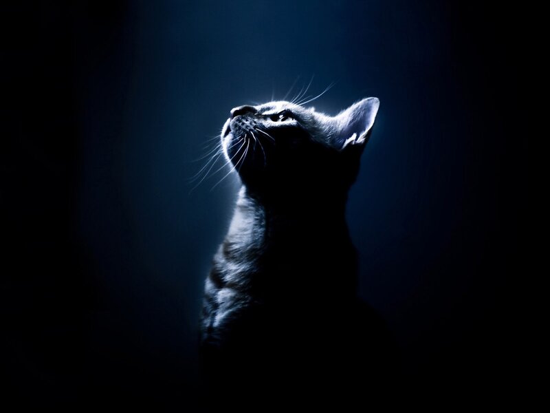 Cat Looking Upward