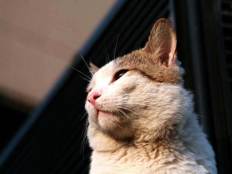Cat Looking Upward — White
