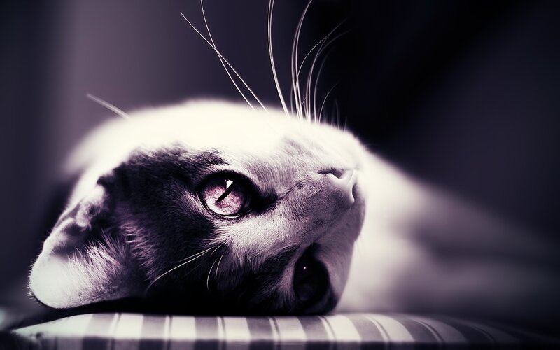 Cat Lying Down