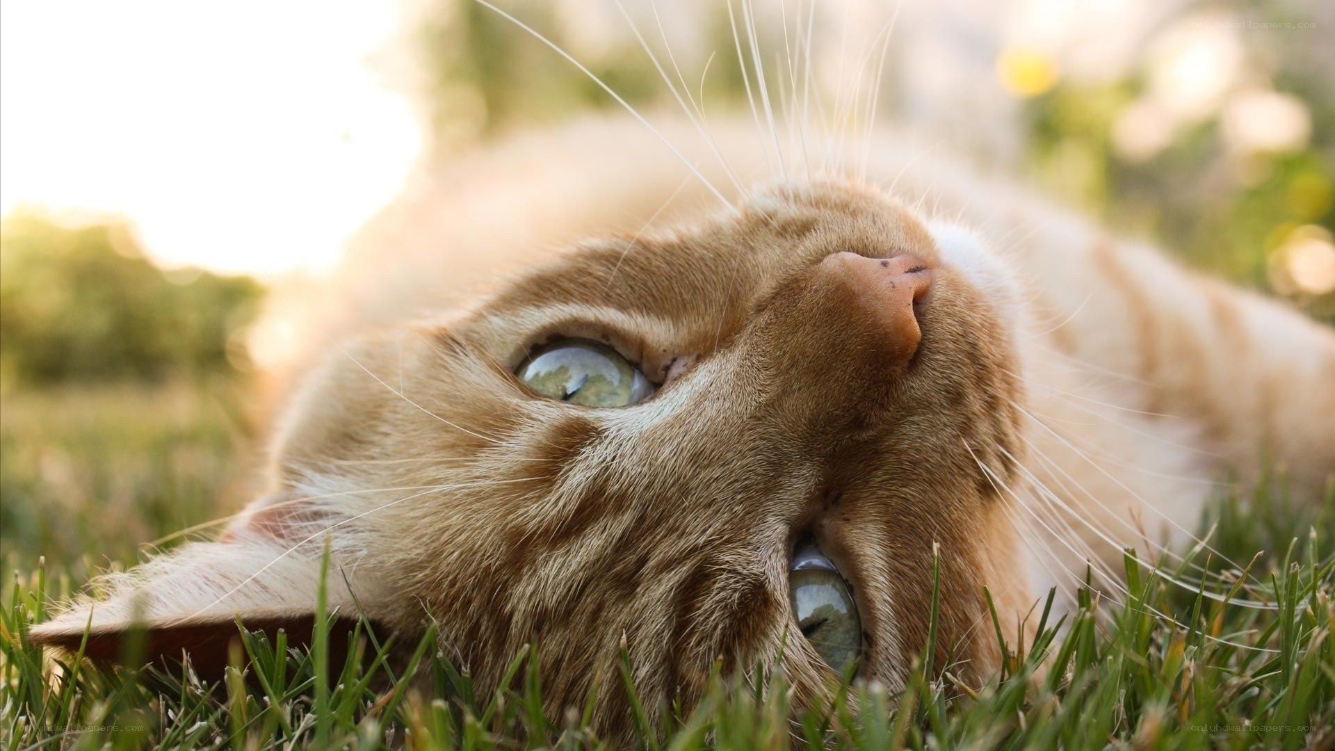 cat lying in grass