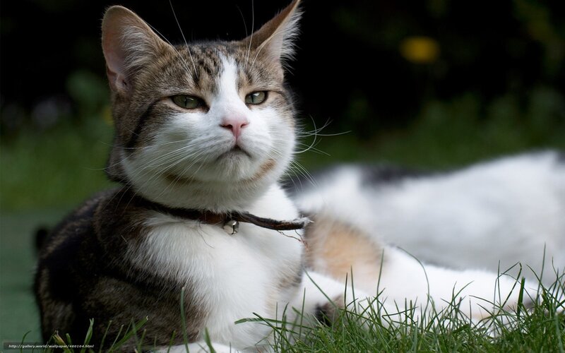 cat lying in the grass