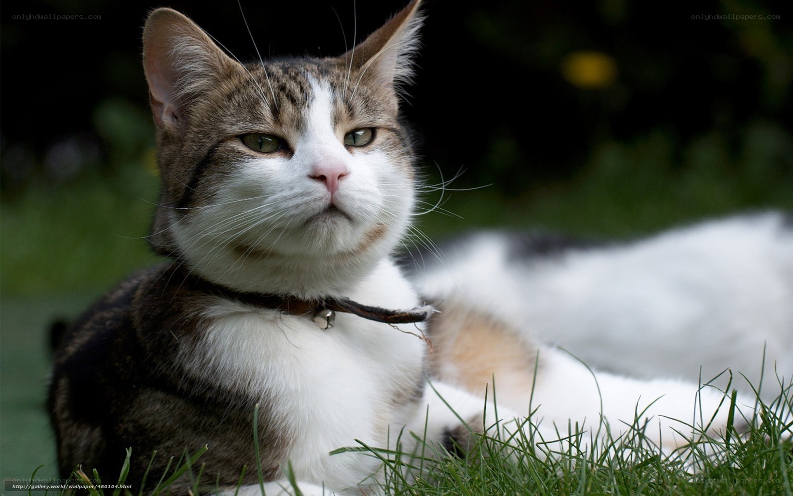cat lying in the grass