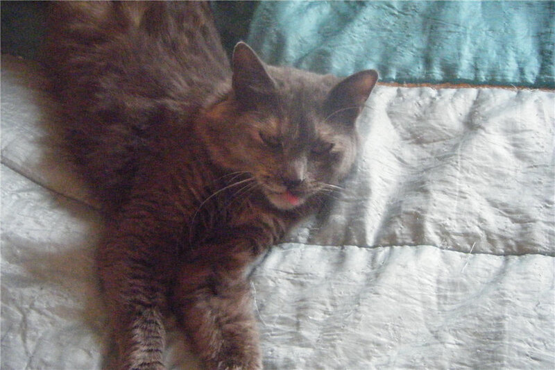 cat lying on a bed