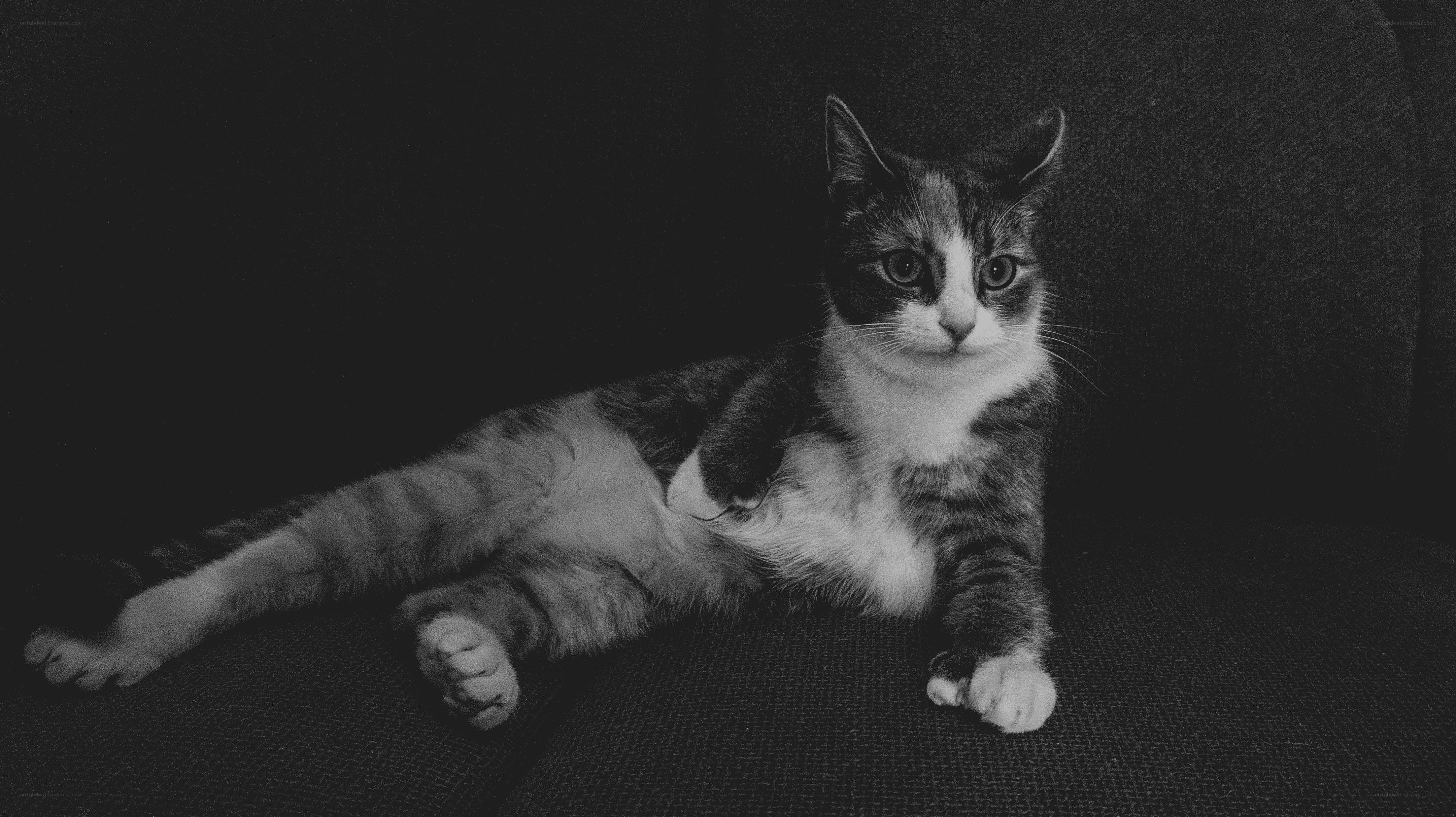 cat lying on a couch