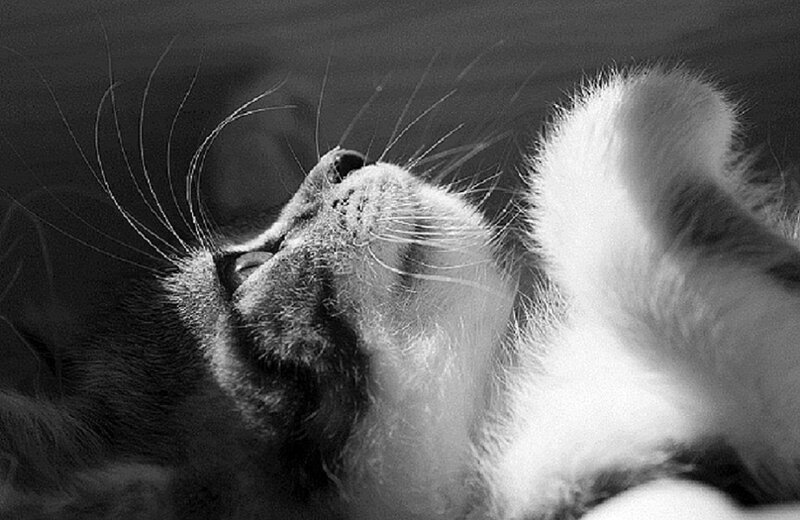 Cat Lying on Back — Black, Calm