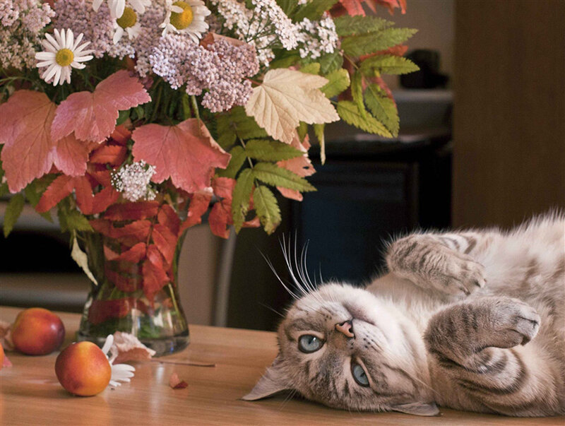 Cat Lying on Back — Brown, Calm