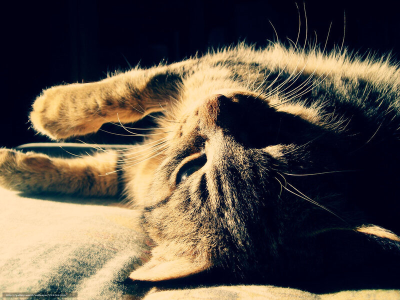 Cat Lying on Back — Brown, Dramatic, Photograph