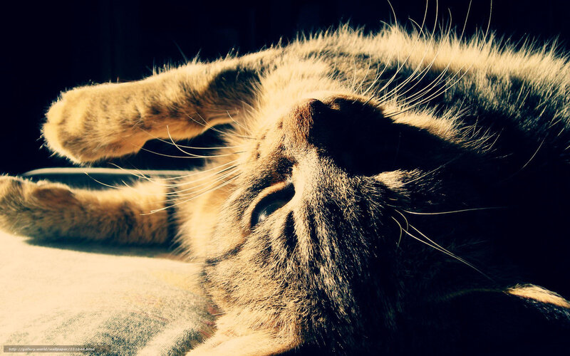 Cat Lying on Back — Brown, Dramatic
