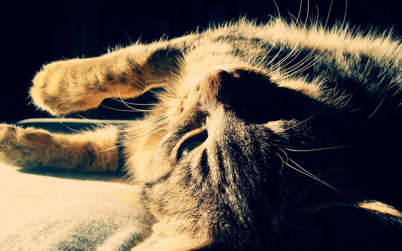 Cat Lying on Back — Brown, Relaxed, Afternoon