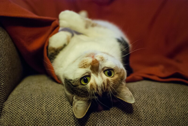 Cat Lying on Back — Brown, Relaxed, Photograph
