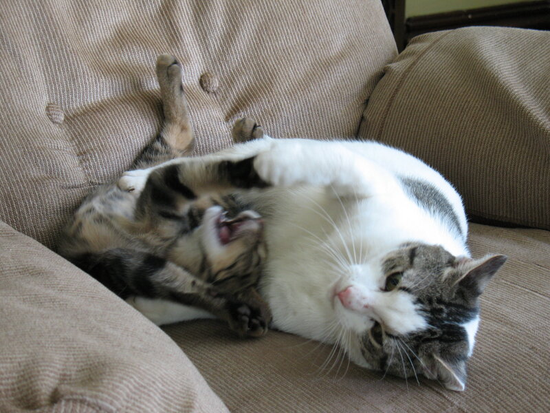 Cat Lying on Back — Brown, Relaxed