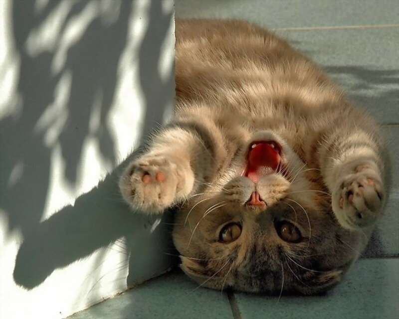 Cat Lying on Back — Gray
