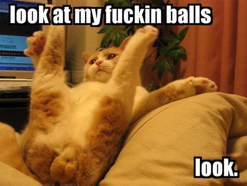 Cat Lying on Back — Orange
