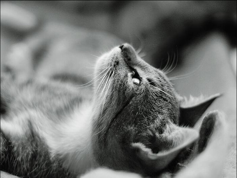 Cat Lying on Back