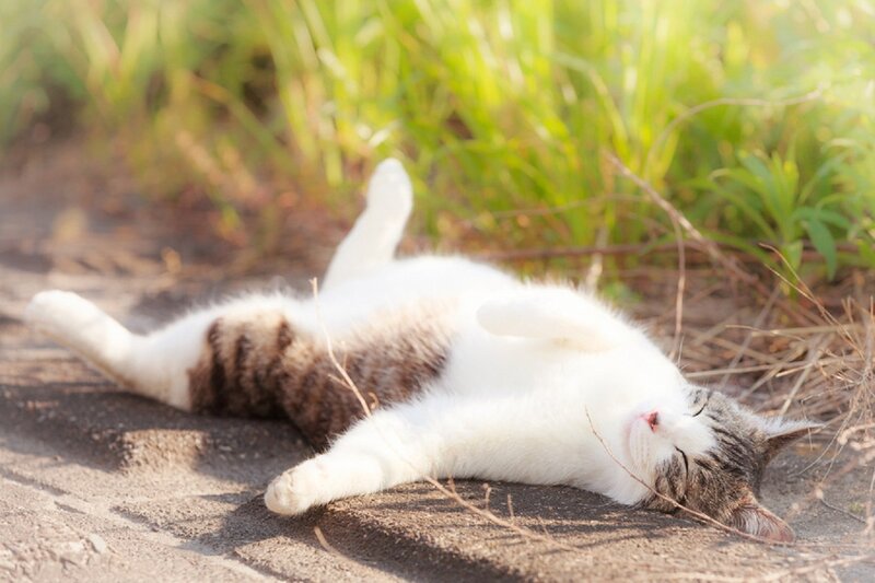 Cat Lying on Back — White