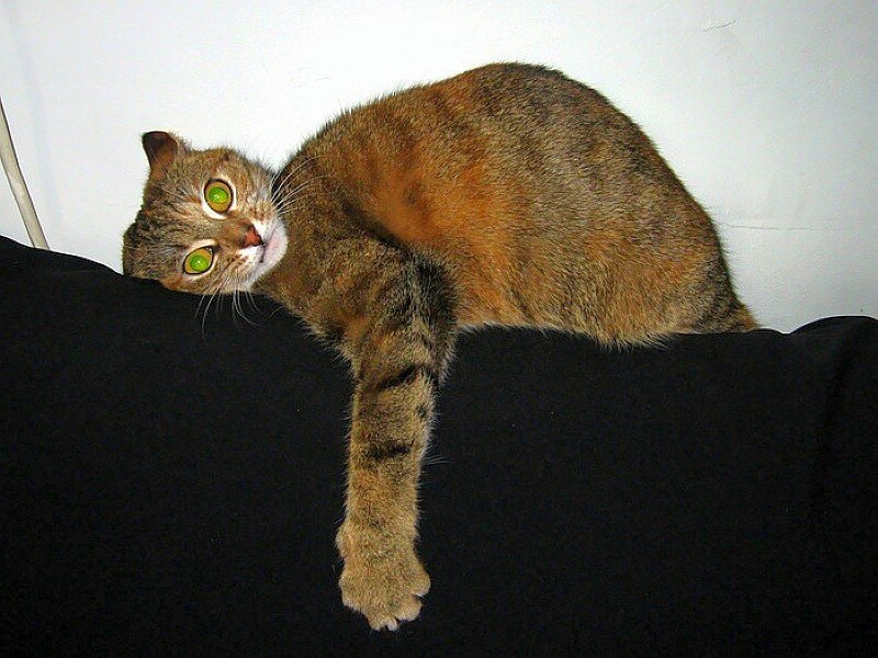 cat lying on black couch