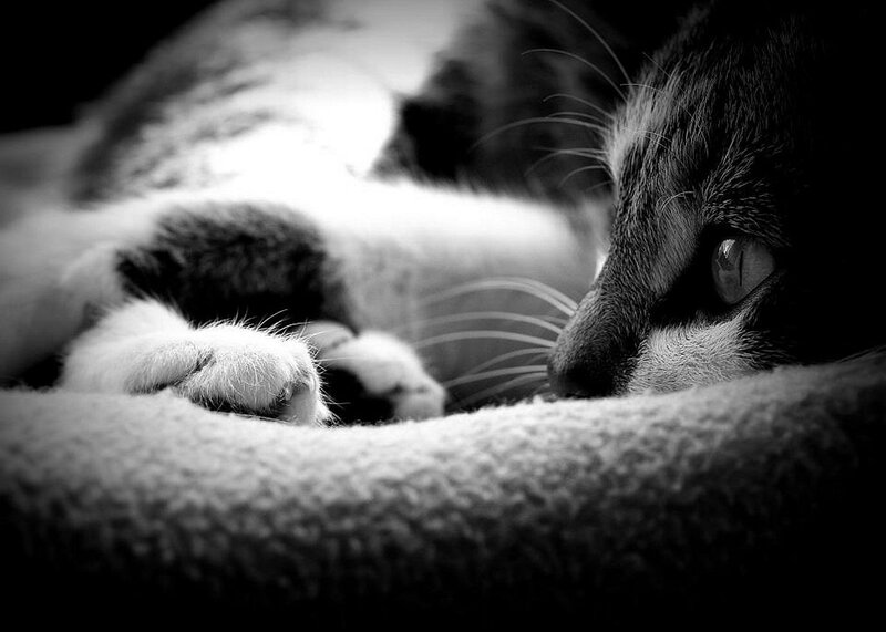 Cat Lying on Blanket