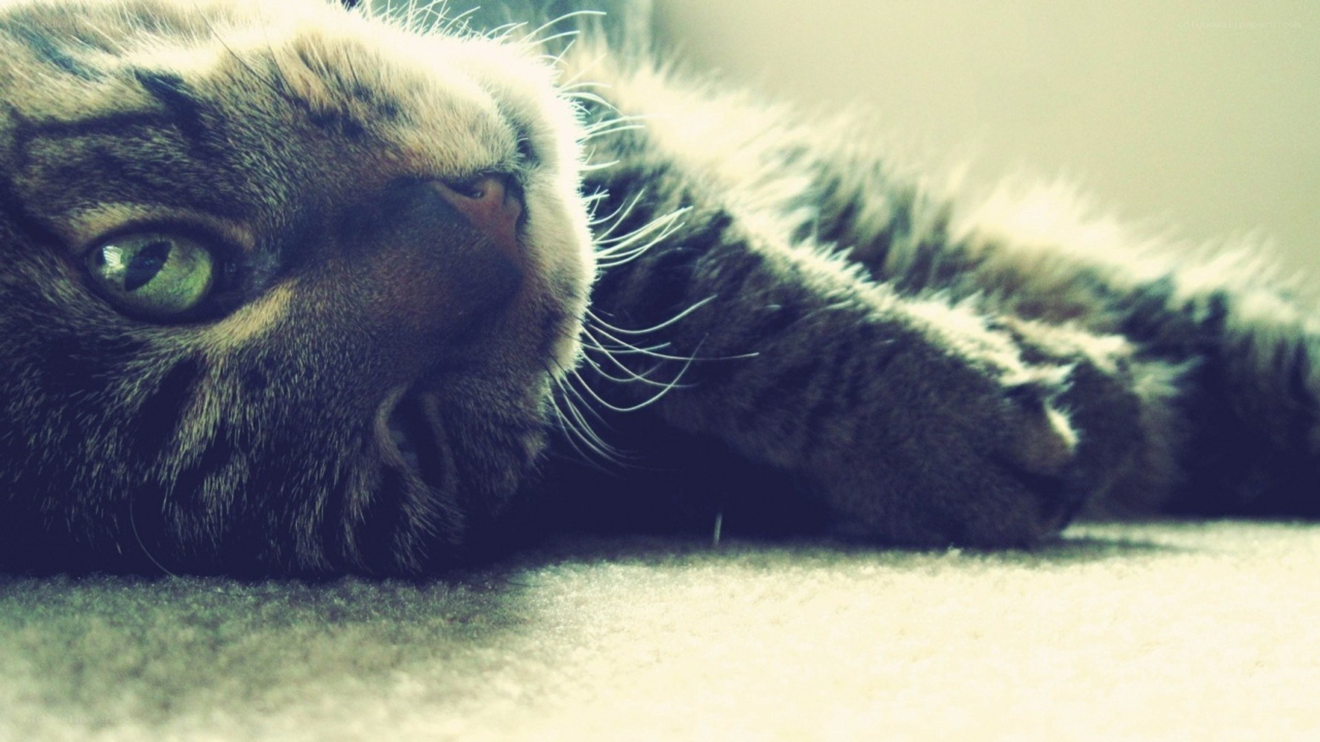 cat lying on carpet