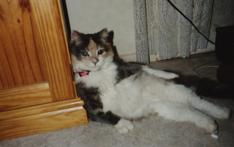 cat lying on carpet