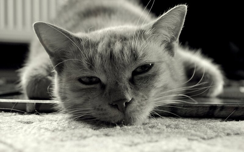 Cat Lying on Carpet — Black