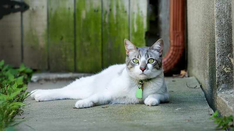 cat lying on concrete