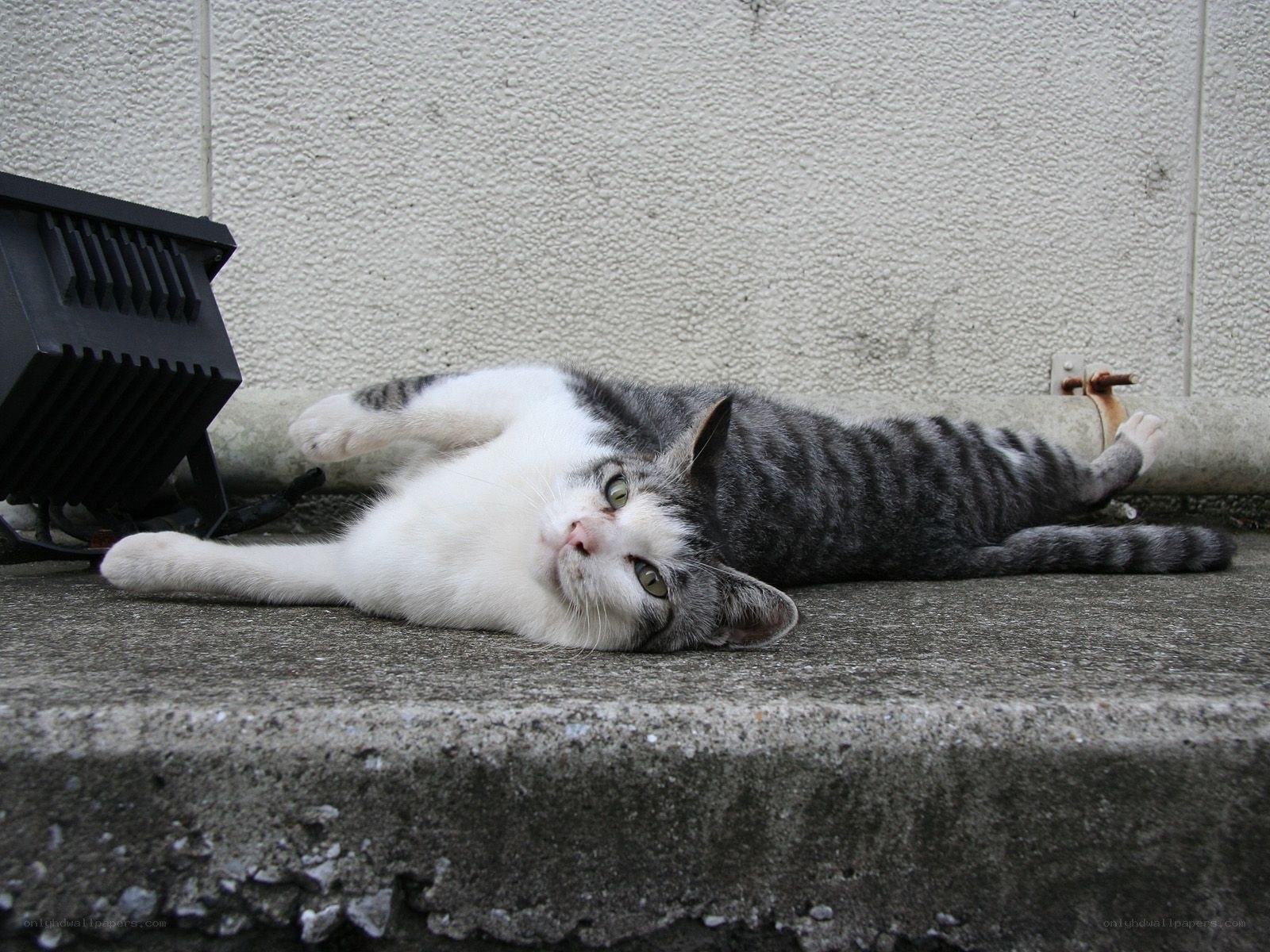 cat lying on concrete step