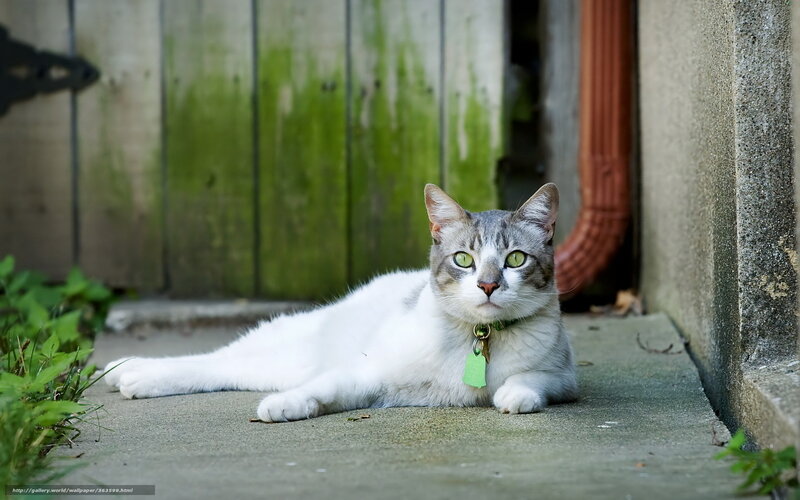 cat lying on concrete
