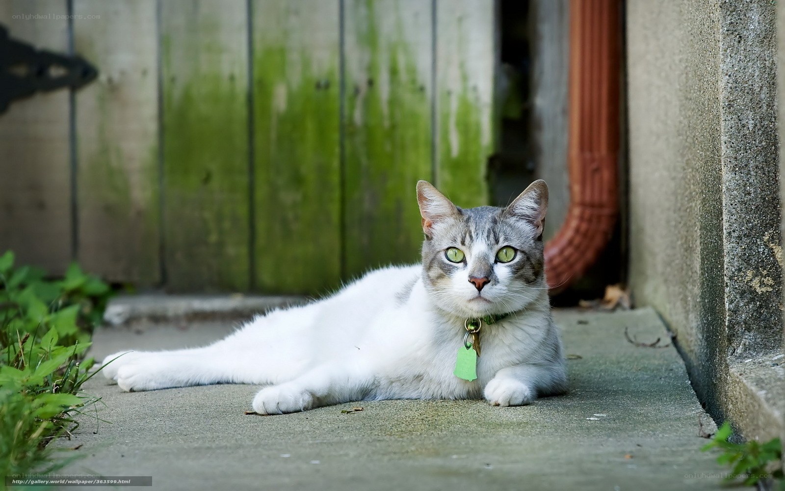 cat lying on concrete