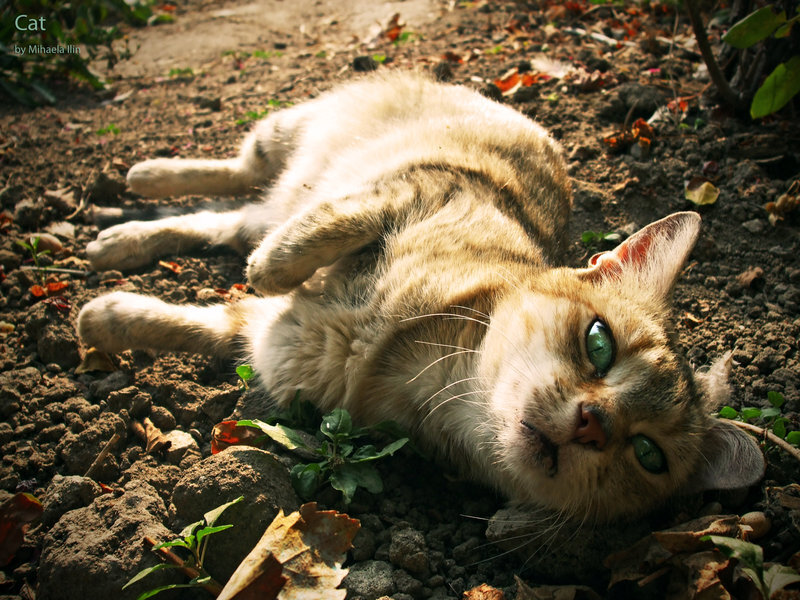 Cat Lying on Dirt