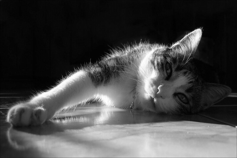 Cat Lying on Floor — Black