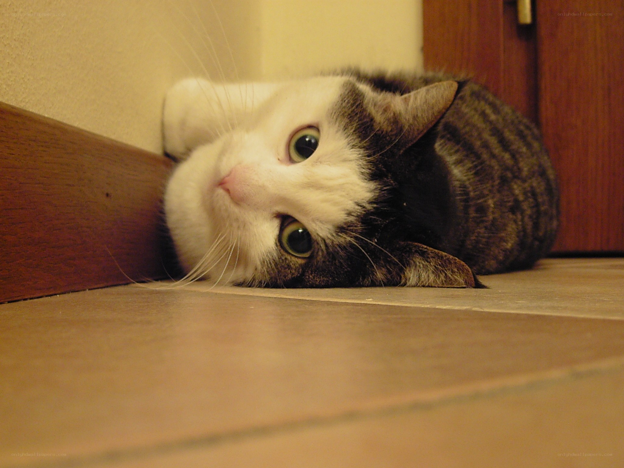 cat lying on floor
