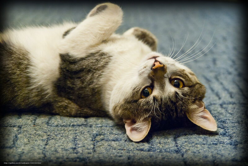cat lying on its back
