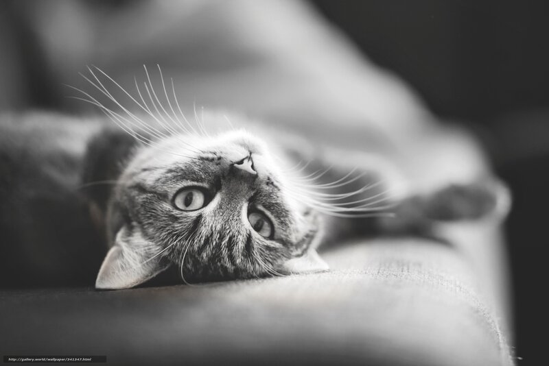 cat lying on its back