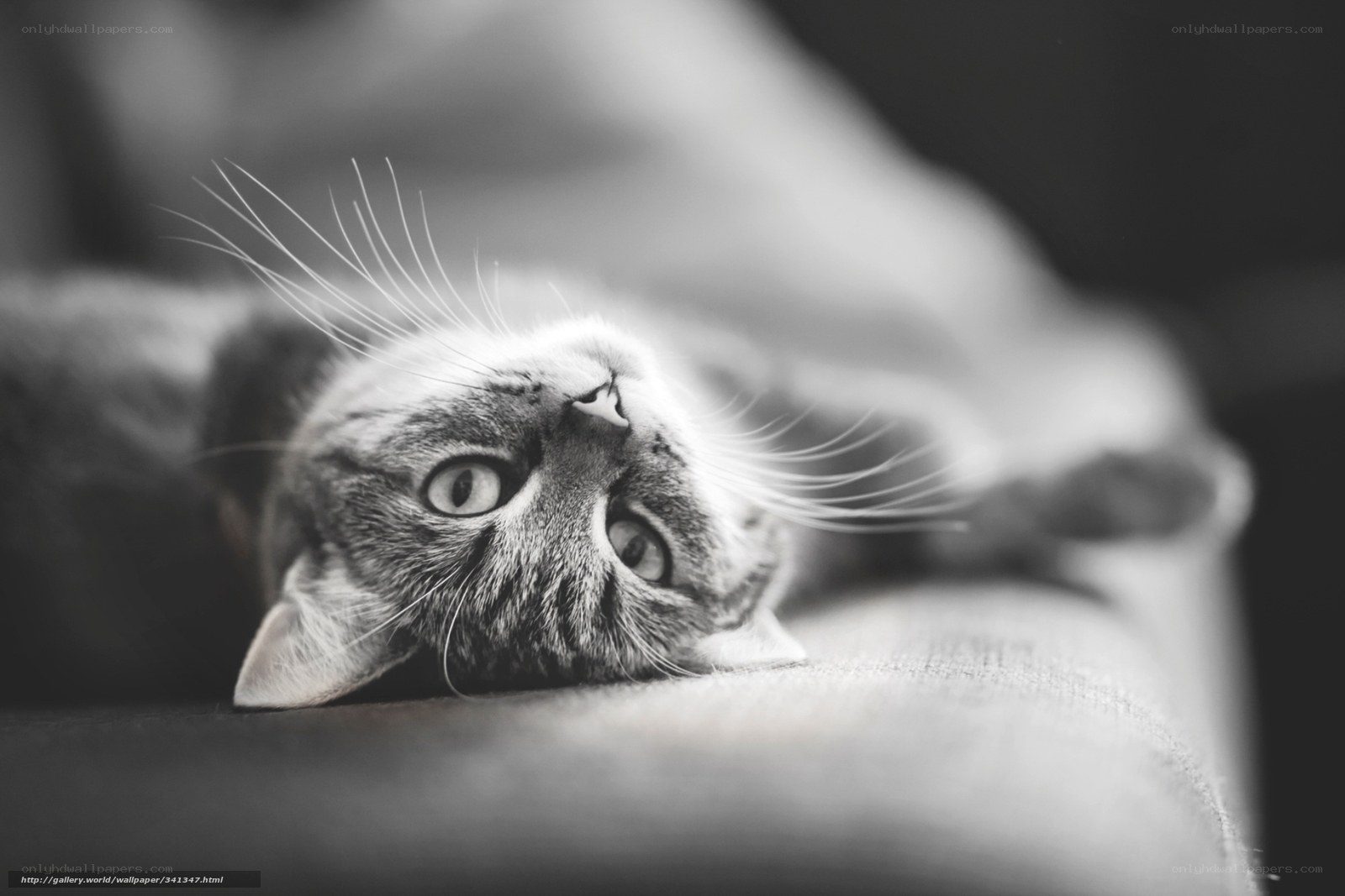 cat lying on its back