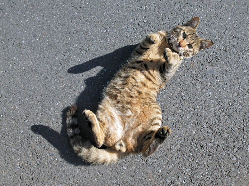 cat lying on its back