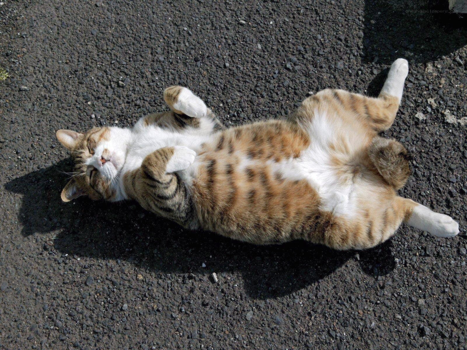cat lying on its back