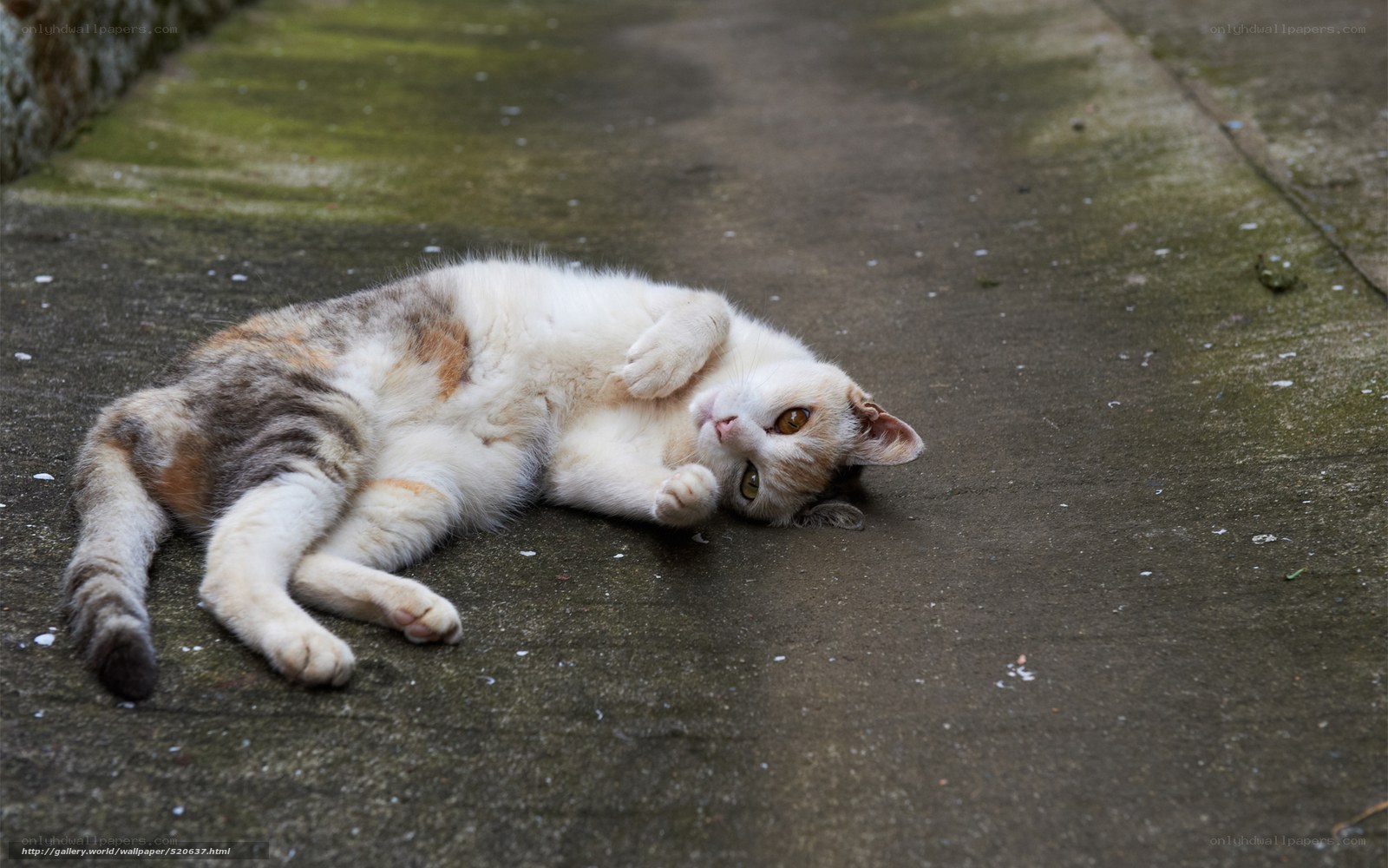 cat lying on its back