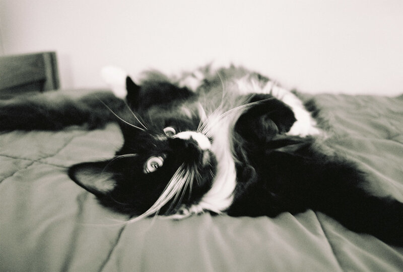 cat lying on its back