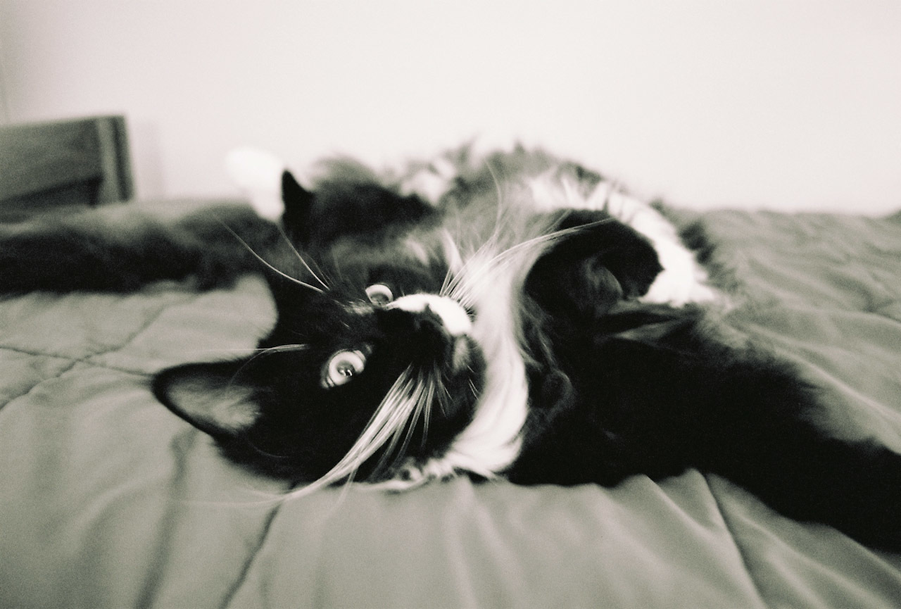 cat lying on its back