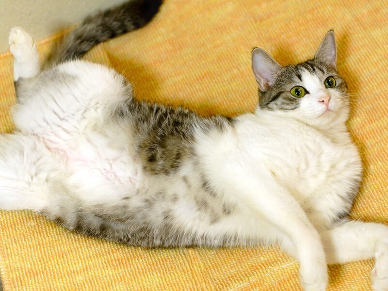 cat lying on its back