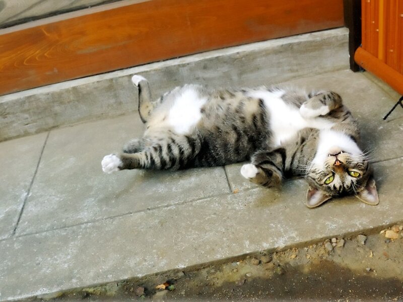 cat lying on its back