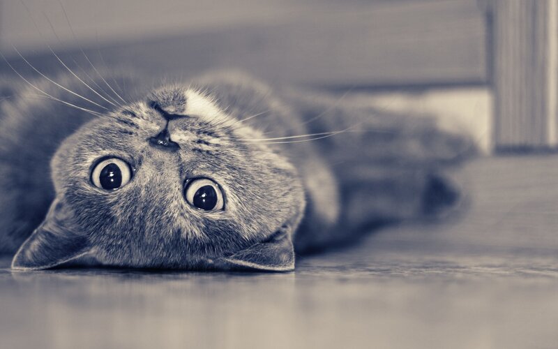 cat lying on its back
