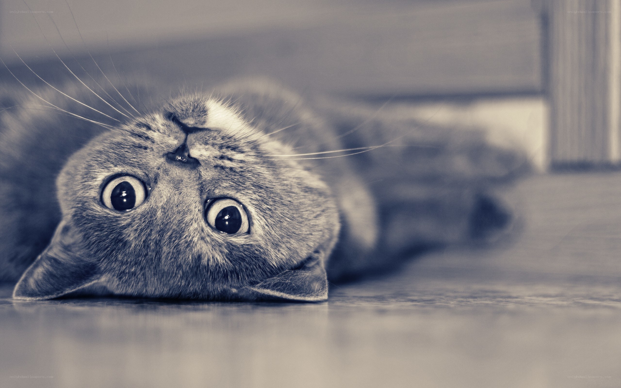 cat lying on its back