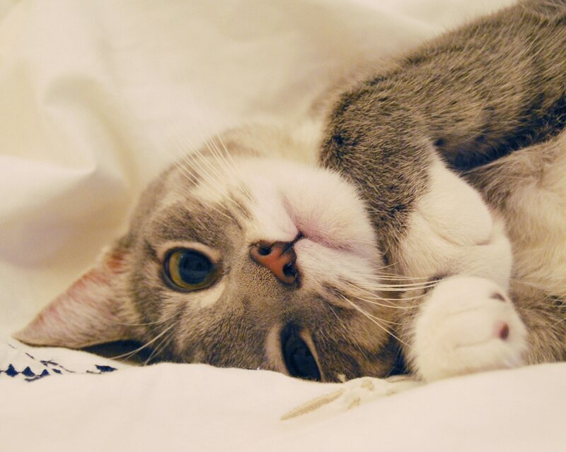 cat lying on its back