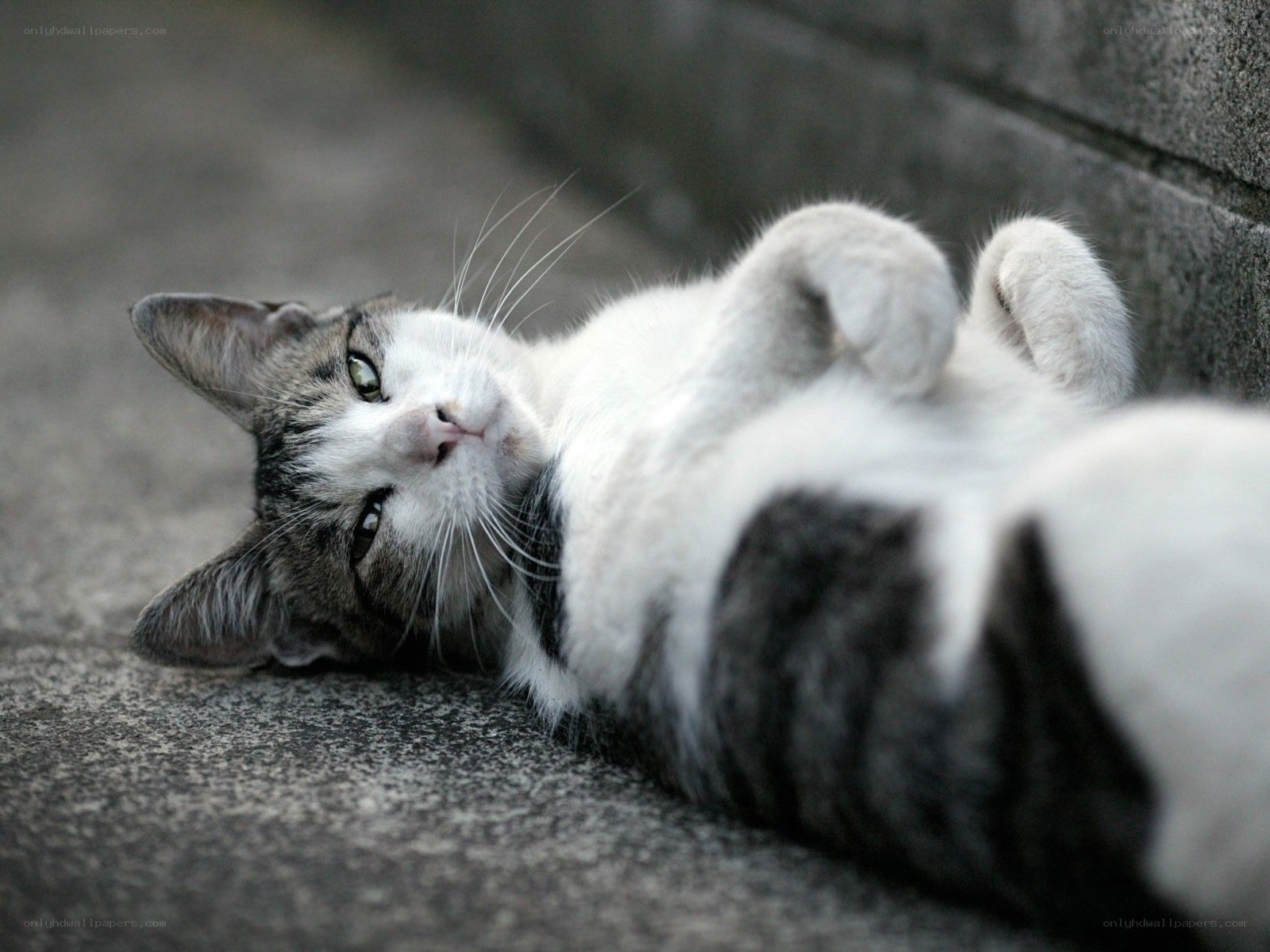 cat lying on its back