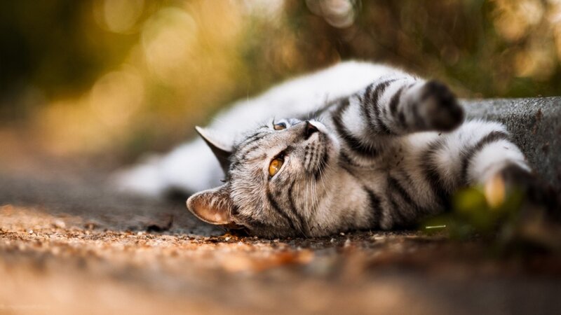 cat lying on its back